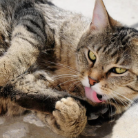 Gata logra Record Guinness por el ronroneo más fuerte emitido por un felino doméstico