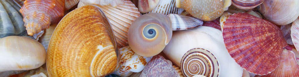 La Importancia de las Conchitas en la Playa: No Deberías Llevártelas