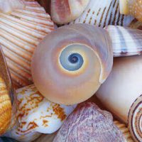 La Importancia de las Conchitas en la Playa: No Deberías Llevártelas
