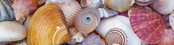 La Importancia de las Conchitas en la Playa: No Deberías Llevártelas