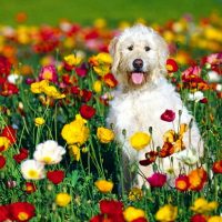 ¡Alerta primaveral! Alergias estacionales afectan a nuestras queridas mascotas