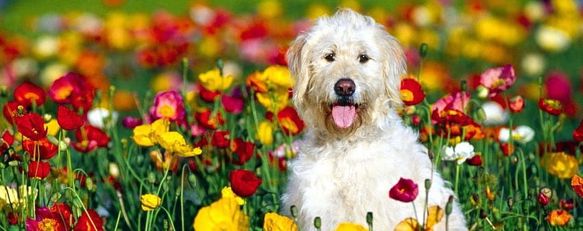¡Alerta primaveral! Alergias estacionales afectan a nuestras queridas mascotas