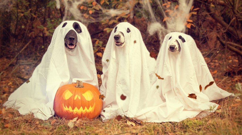 No se te ocurra darle dulces a tus mascotas este Halloween