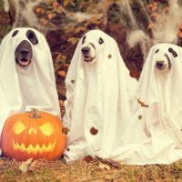 No se te ocurra darle dulces a tus mascotas este Halloween