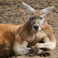 Un canguro secuestra a un perro y se enfrenta al dueño del animal