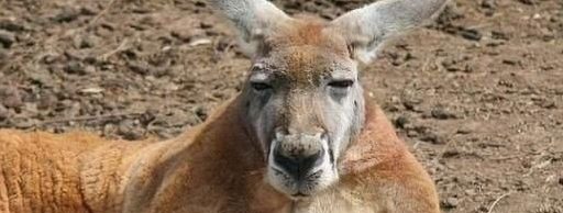 Un canguro secuestra a un perro y se enfrenta al dueño del animal