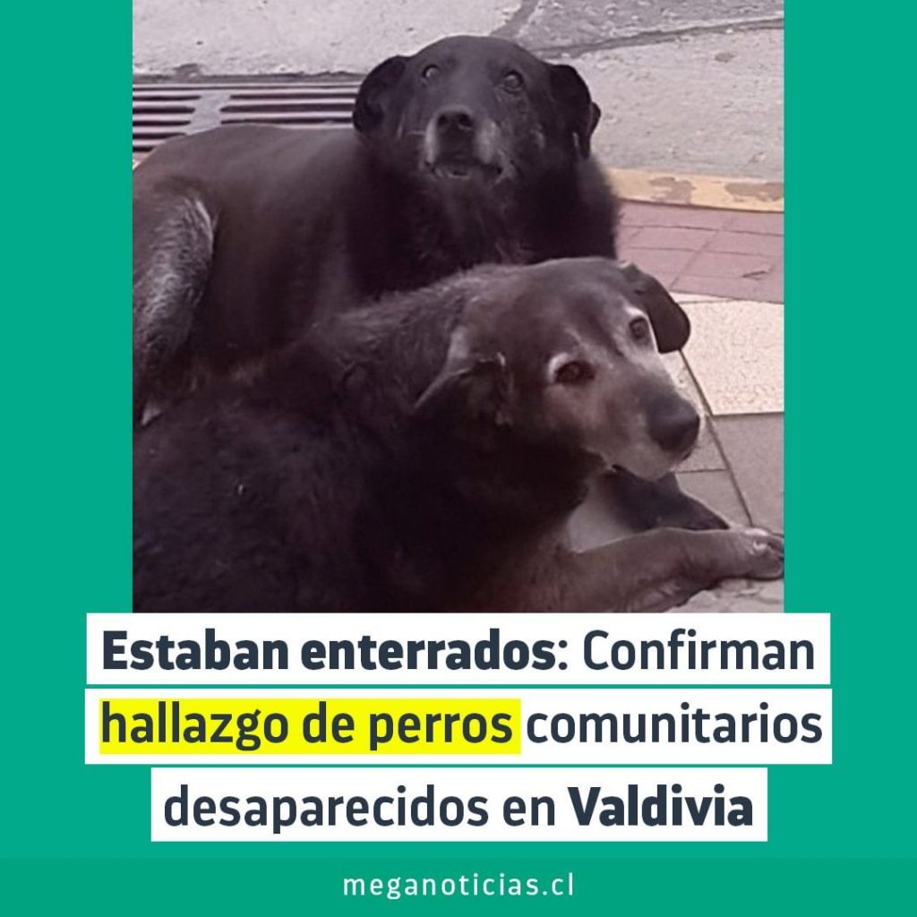Encontraron a Caballita y Viejito enterrados en un patio