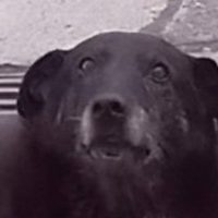 Encontraron a Caballita y Viejito enterrados en un patio