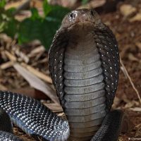 ¡Aterradora sorpresa! Familia en India encuentra una cobra en su sofa
