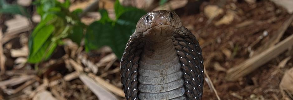 ¡Aterradora sorpresa! Familia en India encuentra una cobra en su sofa