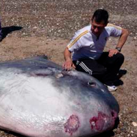 ¡Extraña especie apareció en playa chilena!