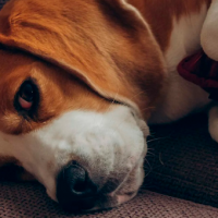 Inducen autismo en perros para estudiar la condición