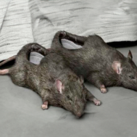 ¿Usarías estas pantuflas con forma de ratón?
