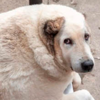 ¡Este perrito callejero ruso pesa 100 kilos!