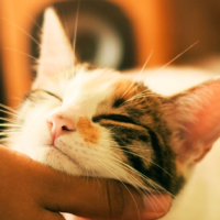 ¡Estos son los beneficios de tener gatitos en tu vida!