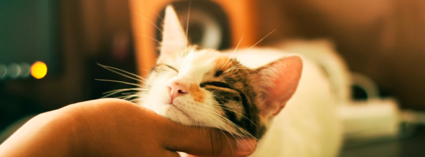 ¡Estos son los beneficios de tener gatitos en tu vida!