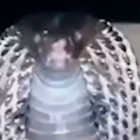 ¡Familia encontró una cobra venenosa en su sillón!