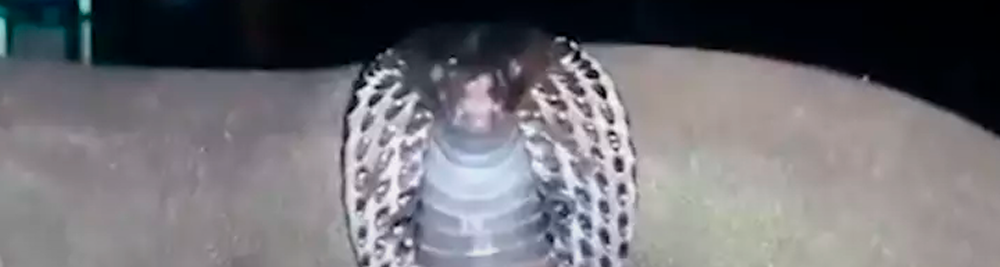 ¡Familia encontró una cobra venenosa en su sillón!