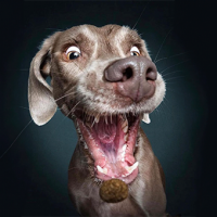 Chile da un paso hacia el duelo animal: aprueban día de permiso por muerte de mascota