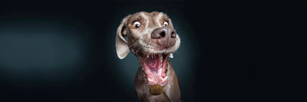 Chile da un paso hacia el duelo animal: aprueban día de permiso por muerte de mascota