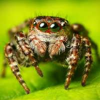 Hombre afirma terminar con huevos de araña en su dedo