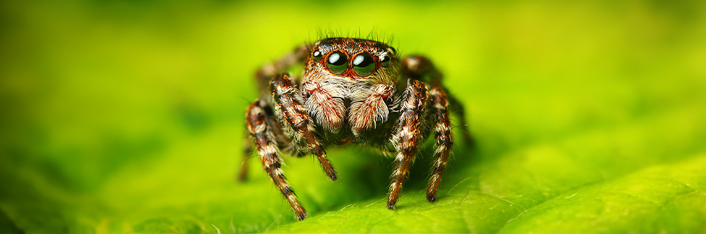 Hombre afirma terminar con huevos de araña en su dedo