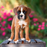 ¡El Baño Perfecto para tu Perro! Descubre la Frecuencia Ideal según los Expertos