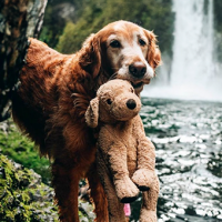 El conmovedor lazo entre un perrito y su peluche "Shrimp"