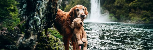 El conmovedor lazo entre un perrito y su peluche “Shrimp”