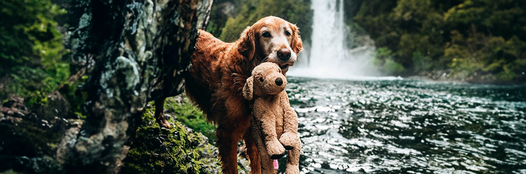 El conmovedor lazo entre un perrito y su peluche “Shrimp”