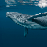 ¿Las ballenas están intentando comunicarse con nosotros?