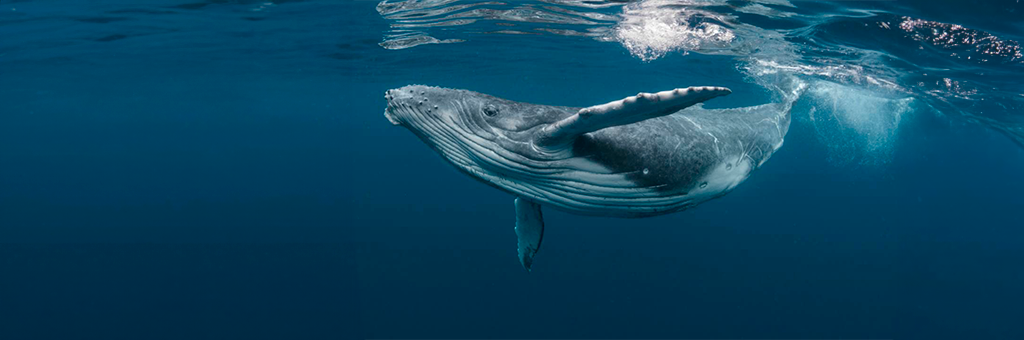 Joven fue tragado y escupido por una ballena en Punta Arenas