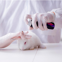 Chile da un gran paso: ¡Prohíbe testeo en animales para productos cosméticos!