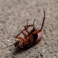 Para cerrar ciclos: tu ex ahora puede ser una cucaracha