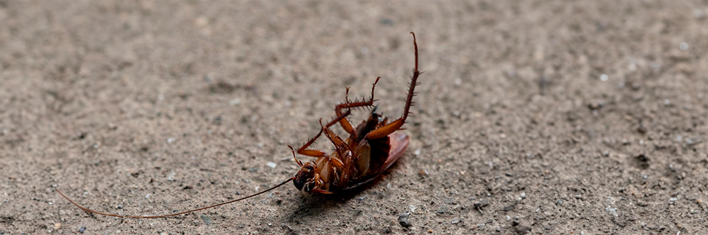 Para cerrar ciclos: tu ex ahora puede ser una cucaracha