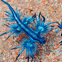  El dragón azul, un Pokémon mortal en el océano