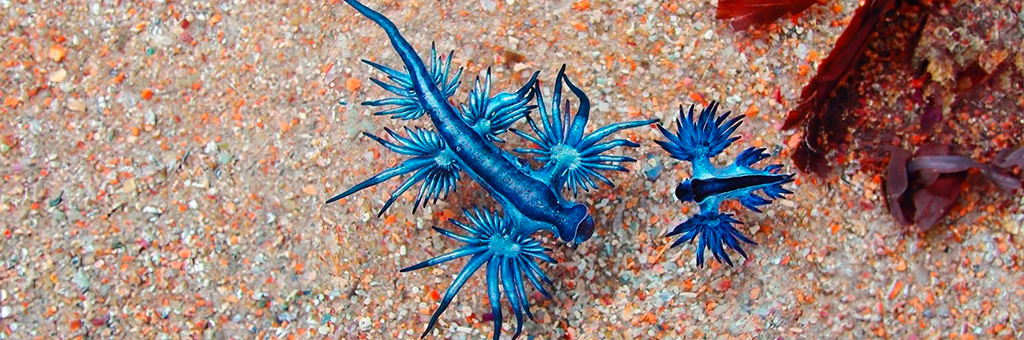  El dragón azul, un Pokémon mortal en el océano