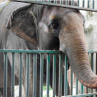 Elefante saquea minimarket en Tailandia