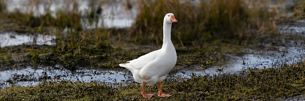 Cárcel en Brasil emplea gansos como guardianes para evitar fugas