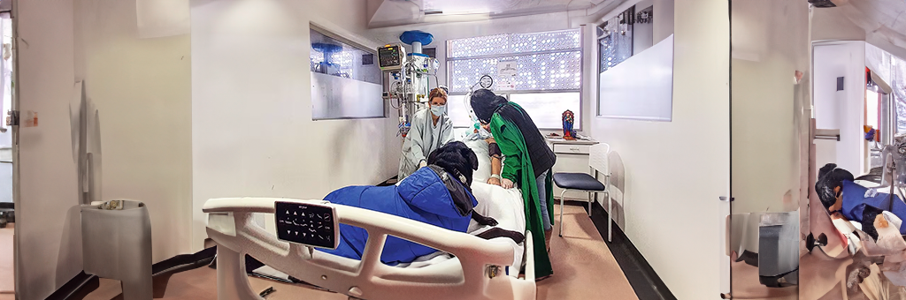 Emotivo despertar: Mujer en coma reacciona al recibir la visita de su perro