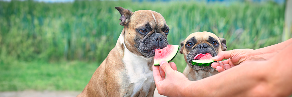 ¡Verano refrescante para mascotas! Descubre qué frutas y verduras pueden comer