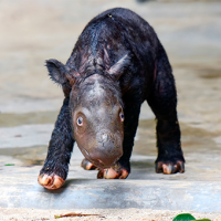 Nace en Indonesia un Rayo de Esperanza: ¡Un Rinoceronte de Sumatra Aumenta la Esperanza de su Especie en Peligro!