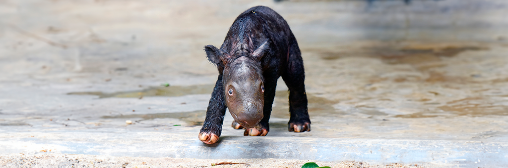 Nace en Indonesia un Rayo de Esperanza: ¡Un Rinoceronte de Sumatra Aumenta la Esperanza de su Especie en Peligro!