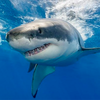 ¡Milagrosa supervivencia! Joven escapa de tiburón luego de ataque