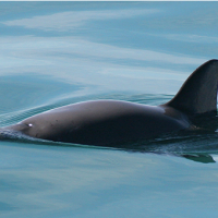 Solo quedan 10 vaquitas marinas en el mundo: un destino en peligro inminente