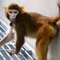 Clónenme porfa: Científicos chinos logran clonar macaco Rhesus