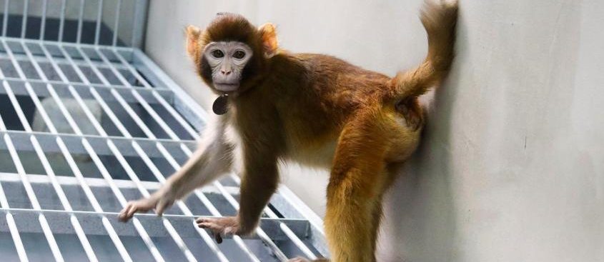 Clónenme porfa: Científicos chinos logran clonar macaco Rhesus