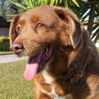 ¡Nooo, no se lo quiten! Suspenden récord Guinness para el perrito más viejito del mundo