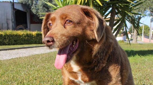 ¡Nooo, no se lo quiten! Suspenden récord Guinness para el perrito más viejito del mundo