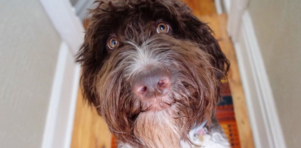 El que puede puede: Perro se come 4.000 dólares en efectivo